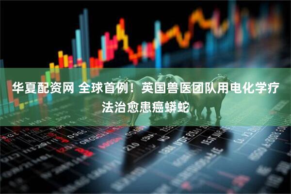 华夏配资网 全球首例！英国兽医团队用电化学疗法治愈患癌蟒蛇